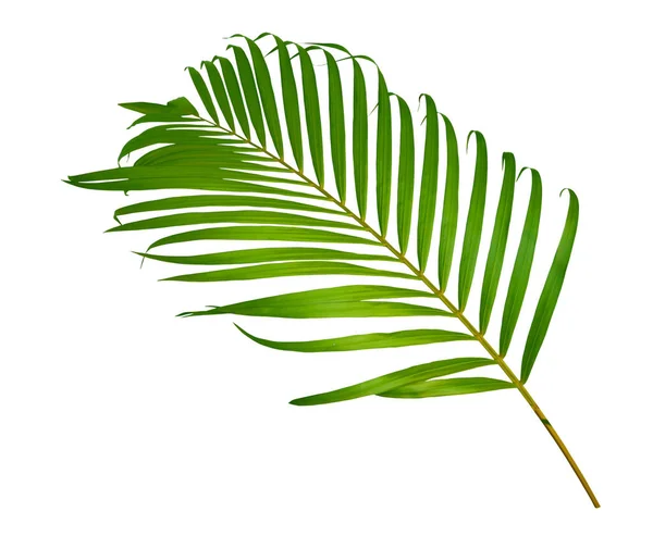 Zole Üzerinde Beyaz Arka Plan Yeşil Tropikal Palmiye Yaprakları — Stok fotoğraf