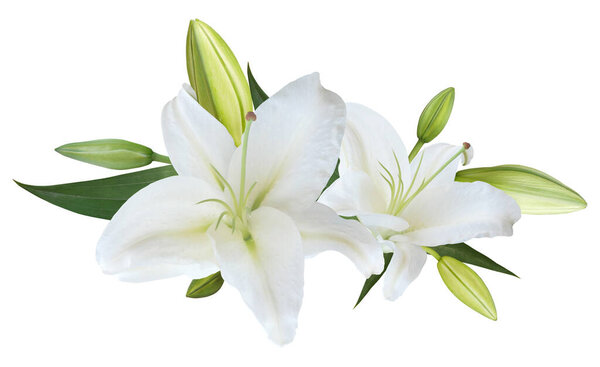 White Lily flower bouquet isolated on white background for card and decoration