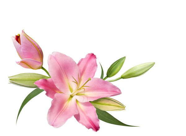 Pink lily flower bouquet isolated on white background for card and decoration