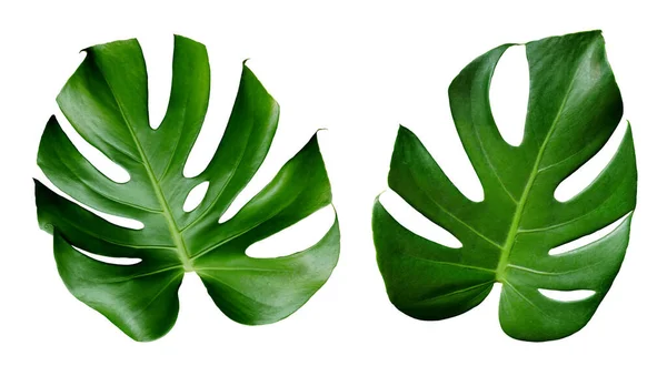 Groene Bladeren Van Monstera Tropische Bladerdak Kamerplant Geïsoleerd Witte Achtergrond Stockfoto