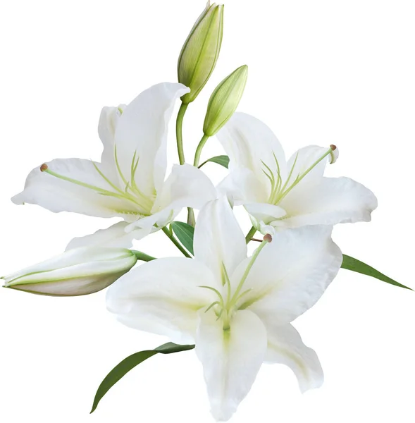 Witte Lelie Bloemboeket Geïsoleerd Witte Achtergrond Floral Bruiloft Uitnodiging Kaart Rechtenvrije Stockfoto's