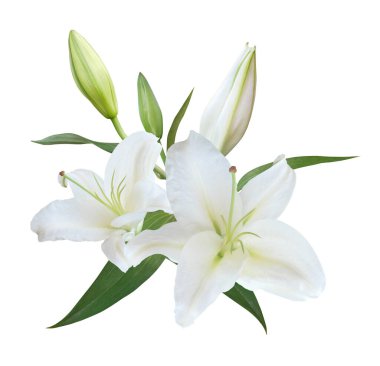 Beyaz Lily çiçek buketi beyaz arkaplanda izole edilmiş.