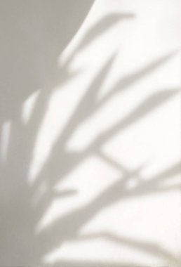 Yaprak gölgesi ve ışık krem beyazı beton doku duvarında