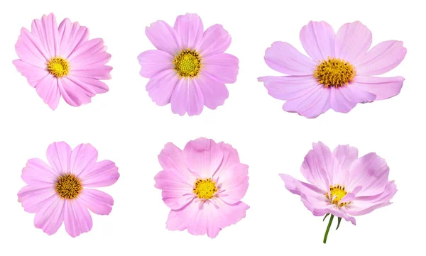 Ensemble Fleurs Rose Cosmos Fleurissant Sur Fond Blanc Images De Stock Libres De Droits