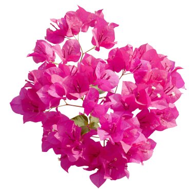 Beyaz arka planda çiçek açan pembe Bougainvillea çiçeği.