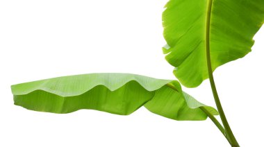 Beyaz arka planda yeşil muz yaprakları. Tropikal bitki bitki örtüsü arka planı