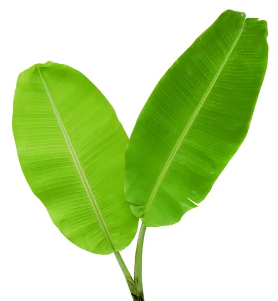 Hojas Plátano Verde Sobre Fondo Blanco Planta Tropical Follaje Naturaleza —  Fotos de Stock