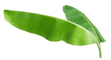 Beyaz arka planda yeşil muz yaprakları. Tropikal bitki bitki örtüsü arka planı