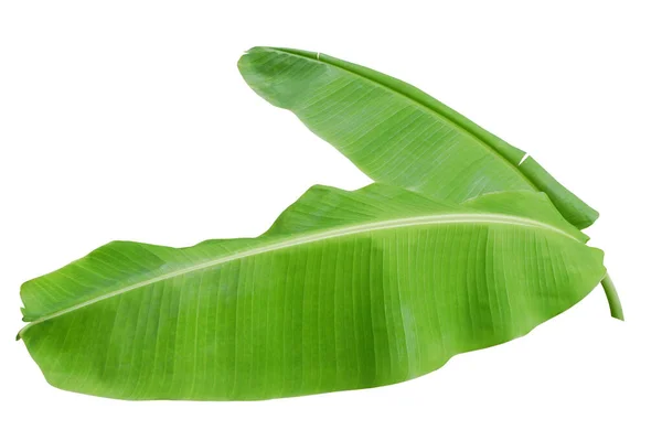 Foglie Banana Verde Sfondo Bianco Pianta Tropicale Fogliame Natura Sfondo — Foto Stock