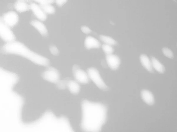 Sombra Natural Hoja Fondo Blanco Pared Efecto Superposición Para Foto — Foto de Stock