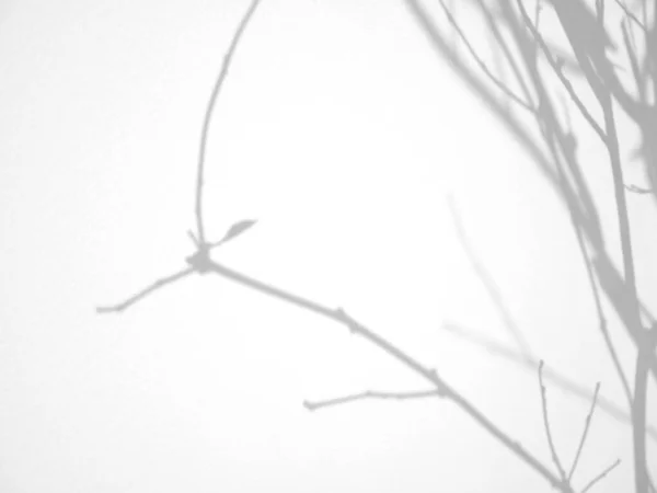 Natural Tree Branch Shadow White Concrete Wall Overlay Effect Photo — Stock Photo, Image