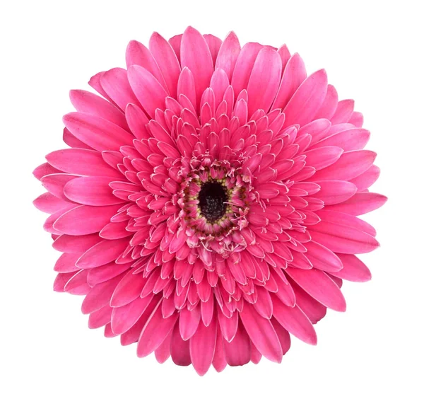 Güzel pembe gerbera papatya çiçeği kesme yolu ile beyaz arka planda izole