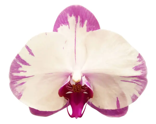 Beyaz Arkaplanda Izole Edilmiş Güzel Beyaz Pembe Orkide Çiçeği — Stok fotoğraf