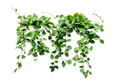 Hoya 'nın (Dischidia ovata Benth) sarmaşık bitkisi sulu yaprakları, beyaz arka planda izole edilmiş kapalı ev bitkisi.