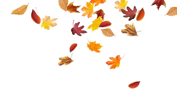 Autumn Colored Leaves Falling Isolated White Background — Stock Photo, Image