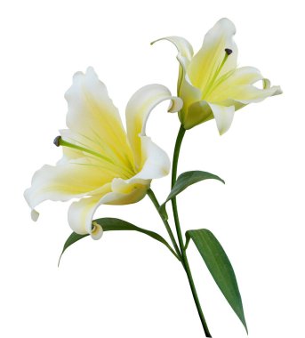 Beyaz arka planda izole edilmiş sarı zambak buketi. Çiçekli düğün davetiyesi tasarımı.