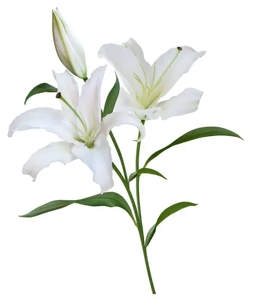 Bouquet Fleurs Lys Blanc Isolé Sur Fond Blanc Images De Stock Libres De Droits