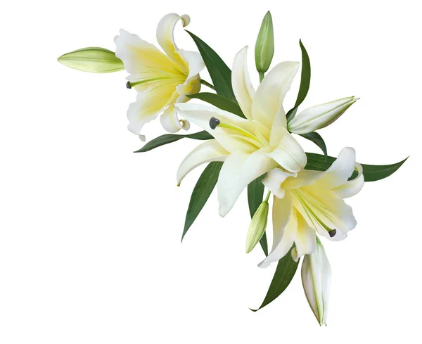 White Lily flower bouquet for wedding invitation or greeting card isolated on white background