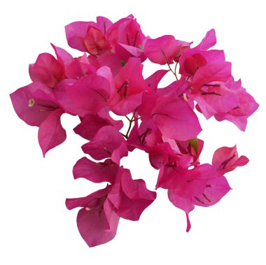 Çiçek açan pembe Bougainvillea çiçeği beyaz arka planda izole edilmiş..
