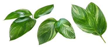 Tasarım elementleri için beyaz arkaplanda izole edilmiş yeşil tropikal bitki yaprağı kümesi