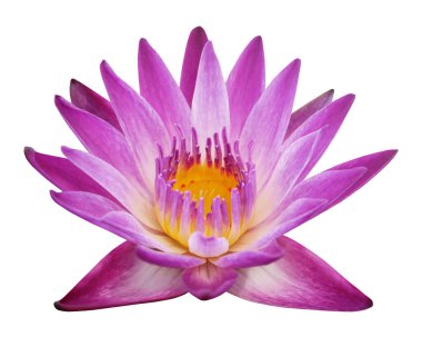 Pembe nilüfer çiçeği ya da nilüfer çiçeği beyaz arkaplanda izole edilmiş..