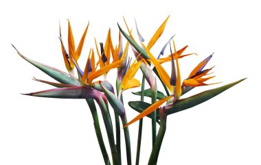 Cennet kuşu, beyaz arka planda izole tropik çiçekler.