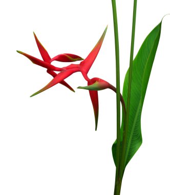 Beyaz arka planda tropikal çiçekler açan Heliconia bihai çiçeği (Red palulu)