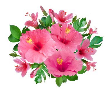 Pembe Hibiscus çiçekleri ve canavar yaprakları beyaz arka planda izole edilmiş tropikal bir düzende.