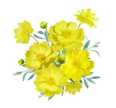 Sarı Kozmos çiçek buketi beyaz arka planda izole edilmiş. Kart ve dekorasyon için çiçek aranjmanı.