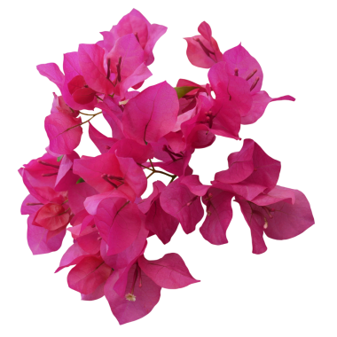 Pembe Bougainvillea çiçeği şeffaf arkaplanda izole edilmiş.