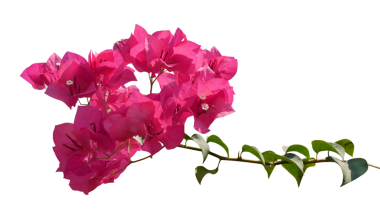 Pembe Bougainvillea çiçeği şeffaf arkaplanda izole edilmiş.