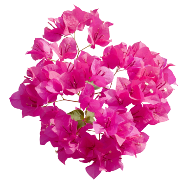 Şeffaf arkaplanda çiçek açan pembe Bougainvillea çiçeği.