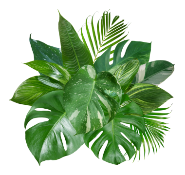 Tropikal yeşil yapraklardan oluşan buket saydam arkaplanda izole edilmiş doğa zeminini düzenliyor.
