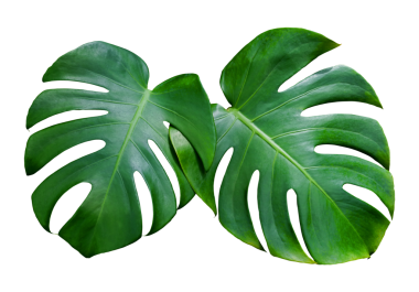 Canavar, şeffaf arka planda tropikal bitki örtüsünü izole eder.