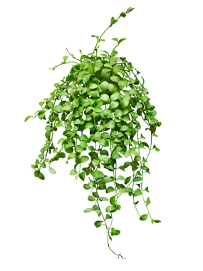 Asılı asma bitkisi sulu ev bitkisi