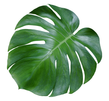 Canavar, şeffaf arka planda tropikal bitki örtüsünü izole eder.