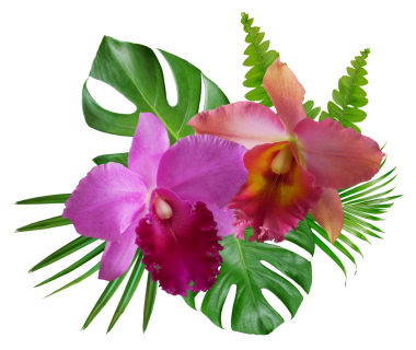 Orkide çiçekleri ve yaprakları şeffaf arkaplanda izole edilmiş. Çiçek aranjmanı. Çiçek tasarımı.