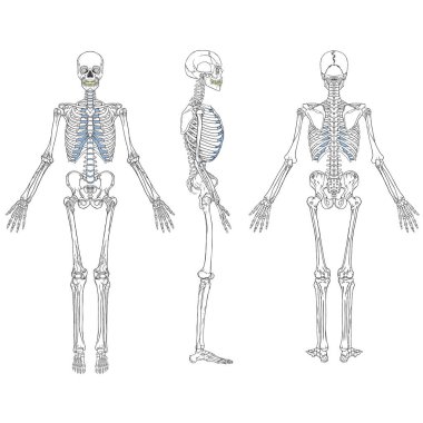 Modüler İskelet Bej Vektörü