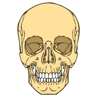 İnsan Kafatası Vektör ResmiName