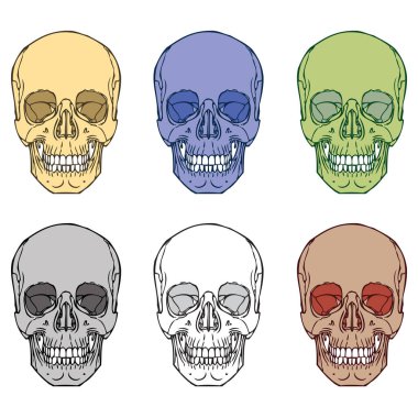 İnsan Kafatası Paket Vektörü
