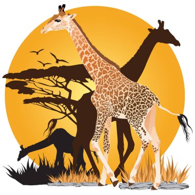 Gün batımında siluetlerle Afrika zürafaları