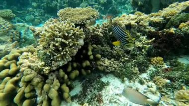 Derin deniz dalışı, Kızıl Deniz 'deki kömür resiflerini keşfetmek, 4k