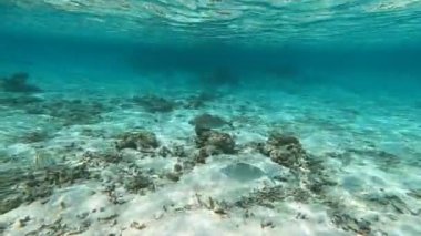 Derin deniz dalışı, Kızıl Deniz 'deki kömür resiflerini keşfetmek, 4k