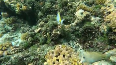 Derin deniz dalışı, Kızıl Deniz 'deki kömür resiflerini keşfetmek, 4k