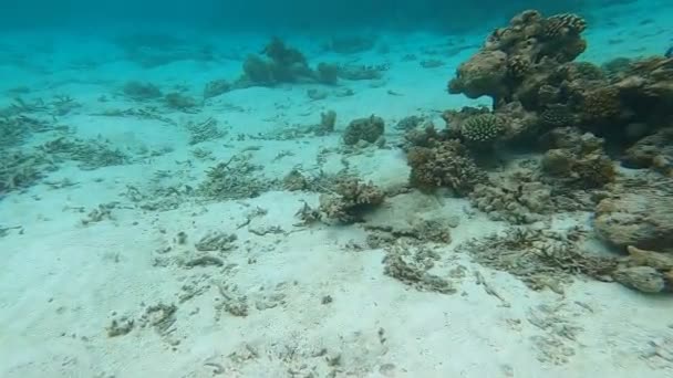 Buceo Alta Mar Explorando Arrecife Colar Mar Rojo — Vídeos de Stock