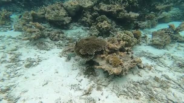 Derin Deniz Dalışı Kızıl Deniz Deki Kömür Resiflerini Keşfetmek — Stok video