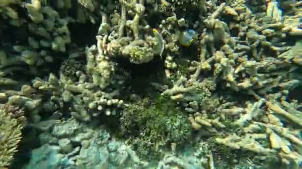 Глибоке Морське Пірнання Досліджуючи Комірний Риф Червоному Морі — стокове відео