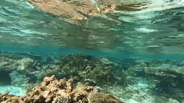 Djuphavsdykning Utforska Kolarrev Röda Havet — Stockvideo