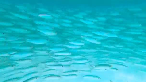 Buceo Alta Mar Explorando Arrecife Colar Mar Rojo — Vídeos de Stock