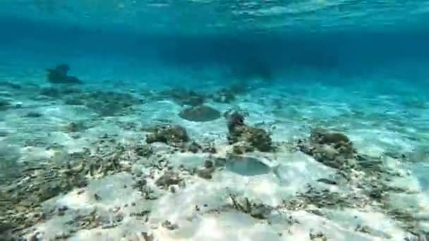 Derin Deniz Dalışı Kızıl Deniz Kömür Resiflerini Keşfeden Kadın — Stok video